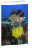 Coral reef with Feather Stars by Anonymous