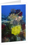 Coral reef with Feather Stars by Anonymous