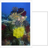 Coral reef with Feather Stars by Anonymous