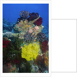 Coral reef with Feather Stars by Anonymous