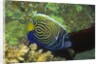 Emperor Angelfish in intermediate form by Anonymous
