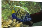 Emperor Angelfish in intermediate form by Anonymous