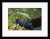 Emperor Angelfish in intermediate form by Anonymous