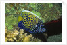 Emperor Angelfish in intermediate form by Anonymous