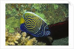 Emperor Angelfish in intermediate form by Anonymous