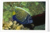 Emperor Angelfish in intermediate form by Anonymous