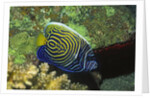 Emperor Angelfish in intermediate form by Anonymous