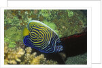 Emperor Angelfish in intermediate form by Anonymous