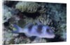 Doublebar Goatfish by Anonymous