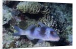 Doublebar Goatfish by Anonymous