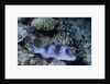 Doublebar Goatfish by Anonymous