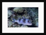 Doublebar Goatfish by Anonymous