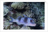 Doublebar Goatfish by Anonymous