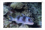 Doublebar Goatfish by Anonymous