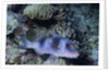 Doublebar Goatfish by Anonymous