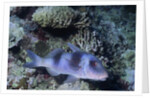 Doublebar Goatfish by Anonymous
