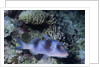 Doublebar Goatfish by Anonymous
