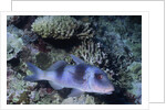 Doublebar Goatfish by Anonymous