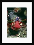 Peacock Mantis Shrimp full of eggs by Anonymous