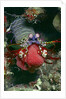 Peacock Mantis Shrimp full of eggs by Anonymous