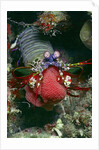 Peacock Mantis Shrimp full of eggs by Anonymous