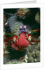 Peacock Mantis Shrimp full of eggs by Anonymous