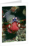 Peacock Mantis Shrimp full of eggs by Anonymous