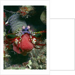 Peacock Mantis Shrimp full of eggs by Anonymous