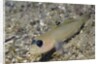 Blackeye Goby by Anonymous