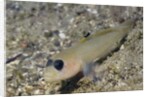 Blackeye Goby by Anonymous