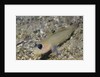 Blackeye Goby by Anonymous