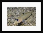 Blackeye Goby by Anonymous