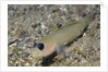Blackeye Goby by Anonymous