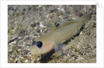 Blackeye Goby by Anonymous