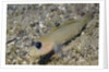 Blackeye Goby by Anonymous