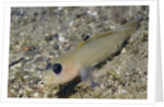 Blackeye Goby by Anonymous