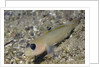Blackeye Goby by Anonymous