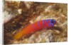 Bluebanded Goby by Anonymous