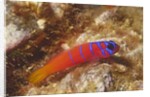 Bluebanded Goby by Anonymous