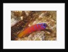 Bluebanded Goby by Anonymous