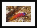 Bluebanded Goby by Anonymous