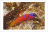 Bluebanded Goby by Anonymous