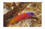 Bluebanded Goby by Anonymous