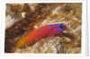 Bluebanded Goby by Anonymous