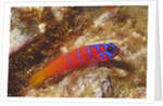 Bluebanded Goby by Anonymous