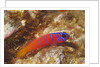 Bluebanded Goby by Anonymous