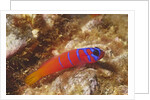 Bluebanded Goby by Anonymous