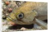 Canary Rockfish closeup by Anonymous