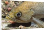 Canary Rockfish closeup by Anonymous