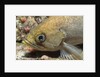 Canary Rockfish closeup by Anonymous